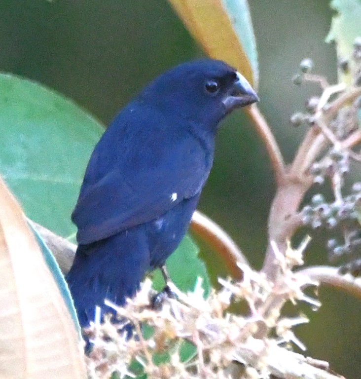 DSC_7527b.jpg