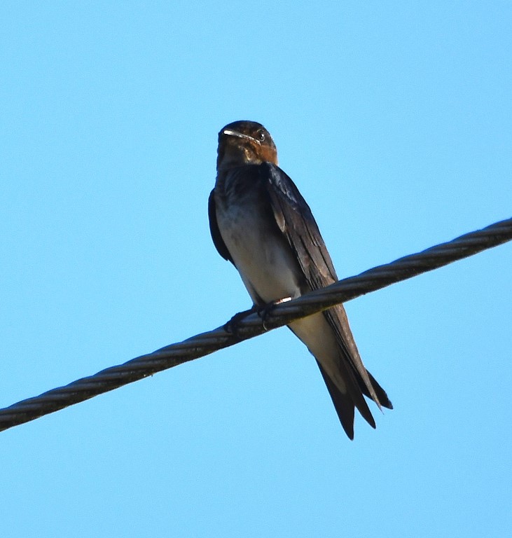 DSC_7621b.jpg