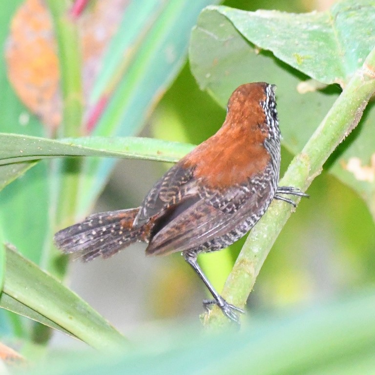 DSC_7670b.jpg