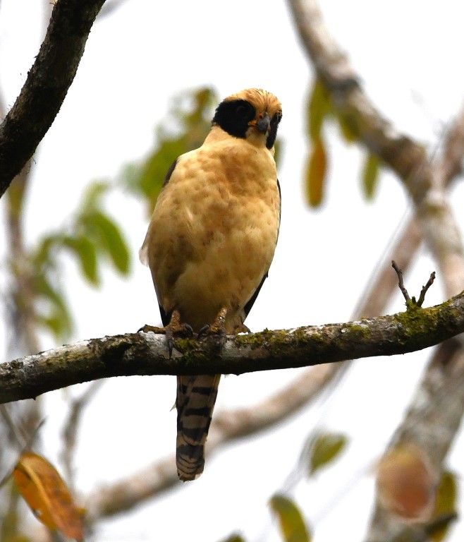 DSC_7914b.jpg