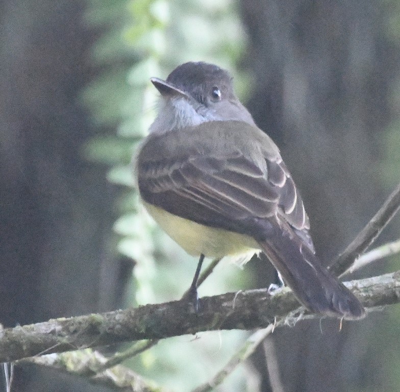 DSC_8610b.jpg