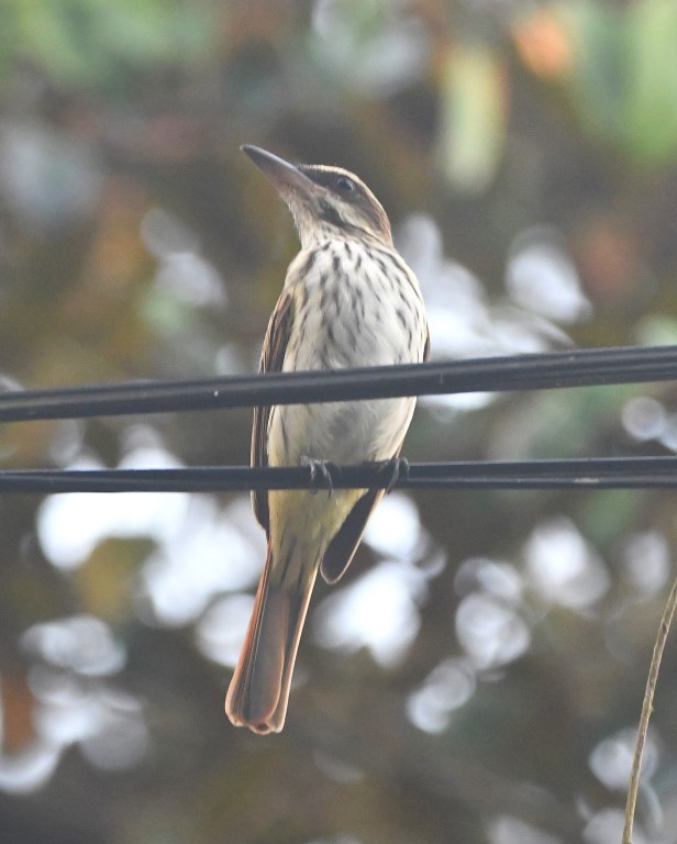 DSC_8623b.jpg