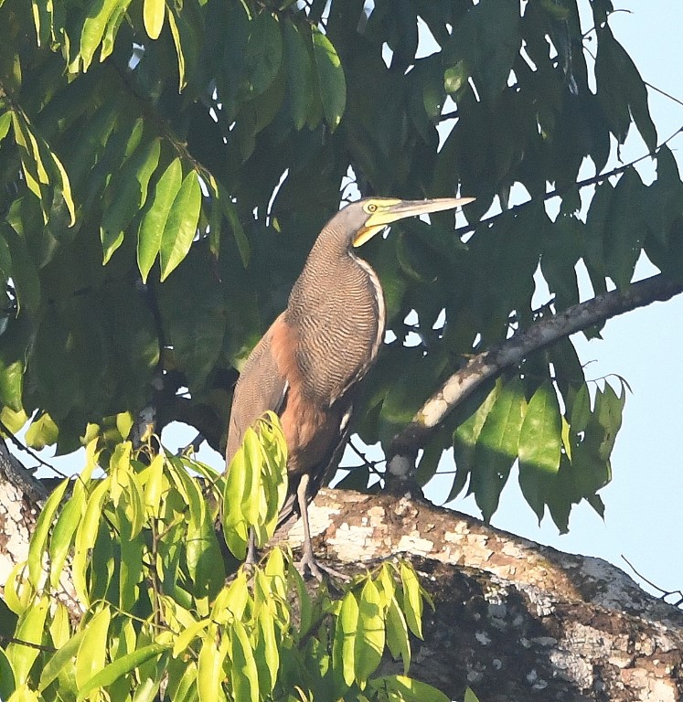 DSC_8657b.jpg