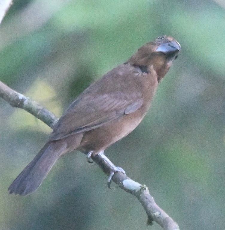 DSC_8711b.jpg