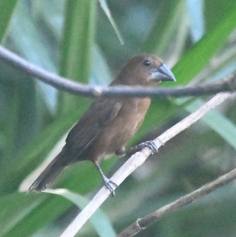 DSC_8712b.jpg