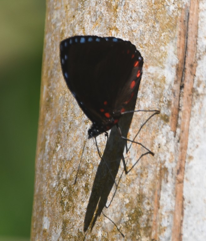 DSC_8827b.jpg
