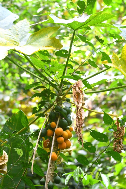 DSC_8865b.jpg