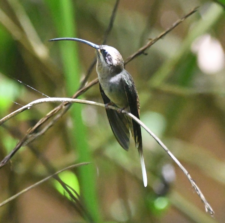DSC_8890b.jpg