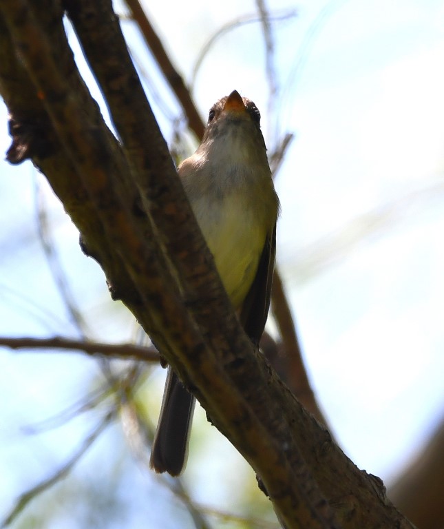 DSC_6813b.jpg