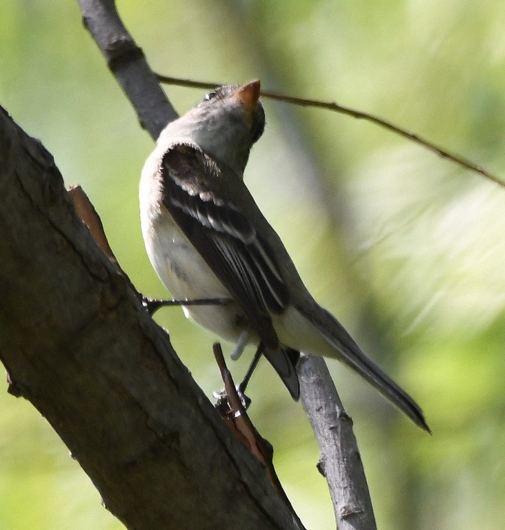 DSC_6824b.jpg