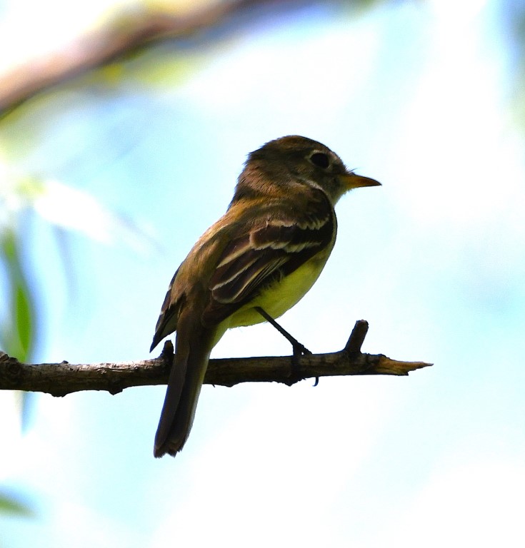 DSC_6843b.jpg
