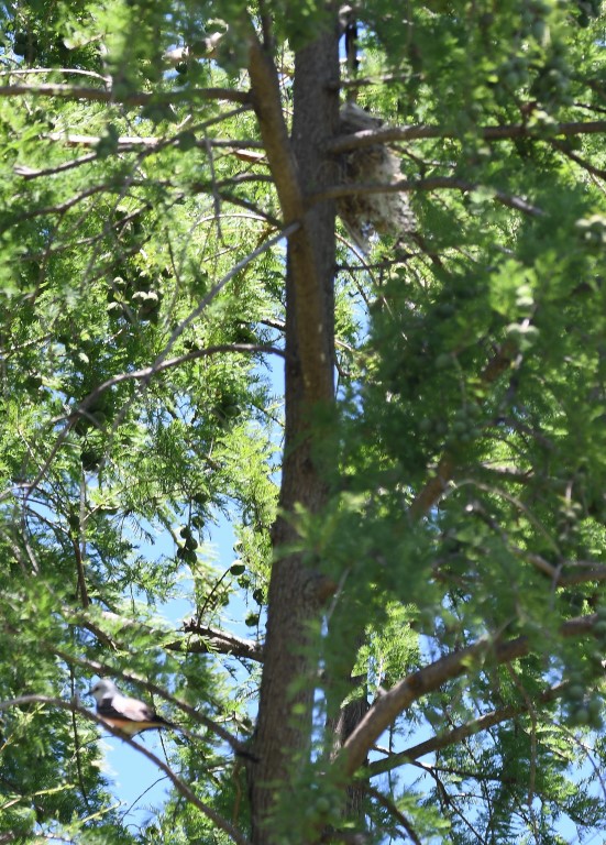 DSC_7797b.jpg