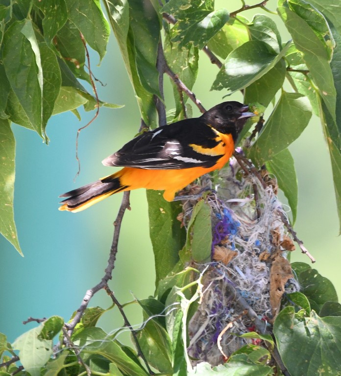 DSC_7839b.jpg