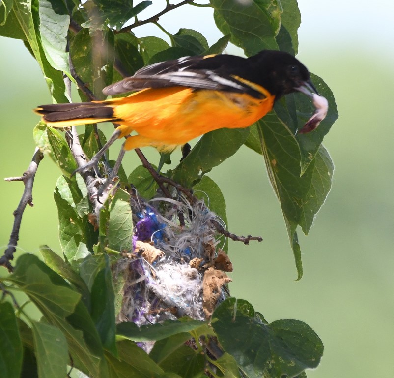 DSC_7849b.jpg