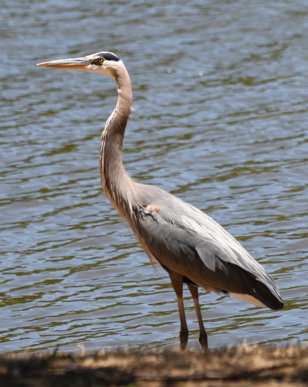 DSC_7873b.jpg