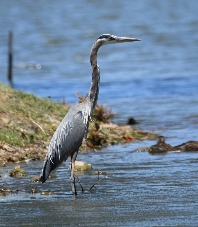 DSC_7877b.jpg