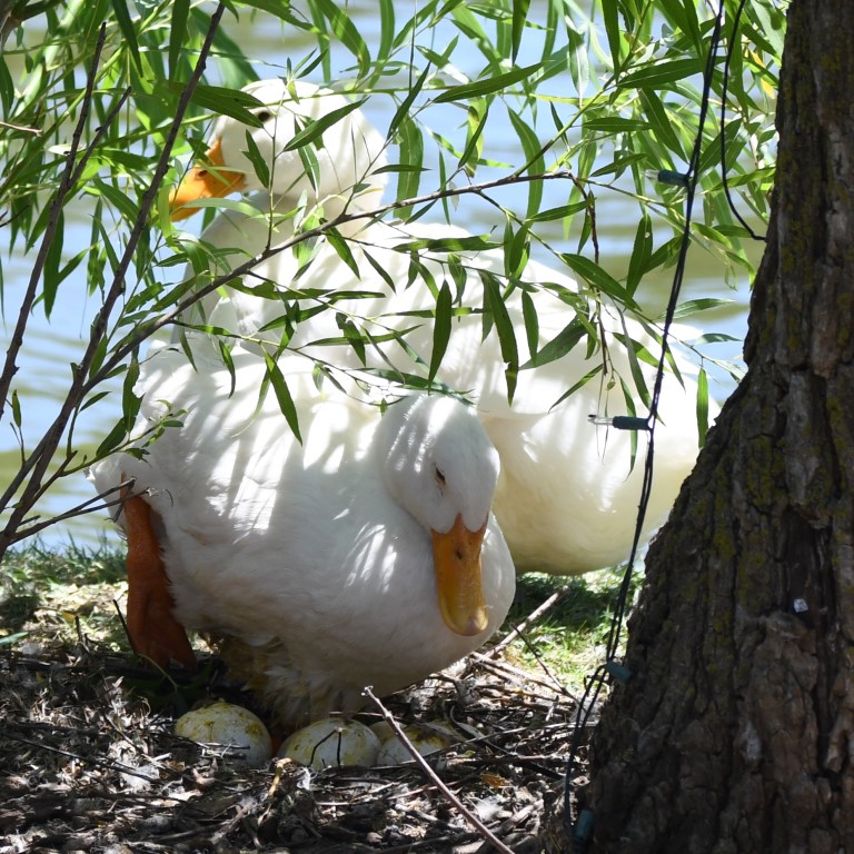DSC_7880b.jpg