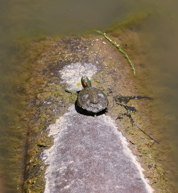 DSC_7904b.jpg