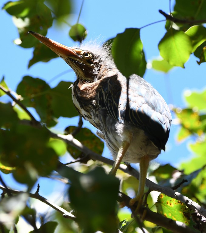 DSC_8010b.jpg