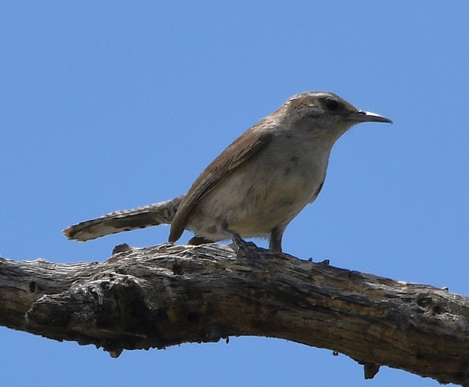 DSC_6992b.jpg