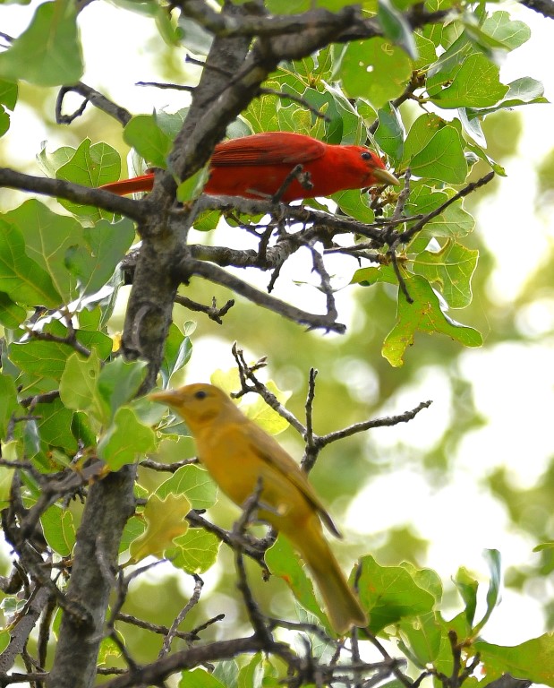 DSC_7122b.jpg