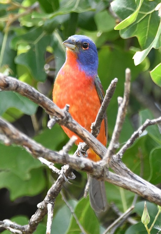 DSC_7252b.jpg