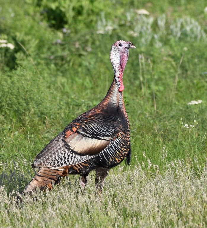 DSC_7451b.jpg