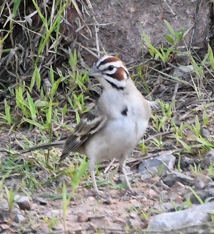DSC_7541b.jpg