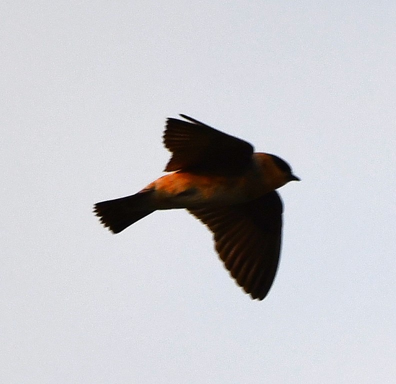 DSC_7627b.jpg