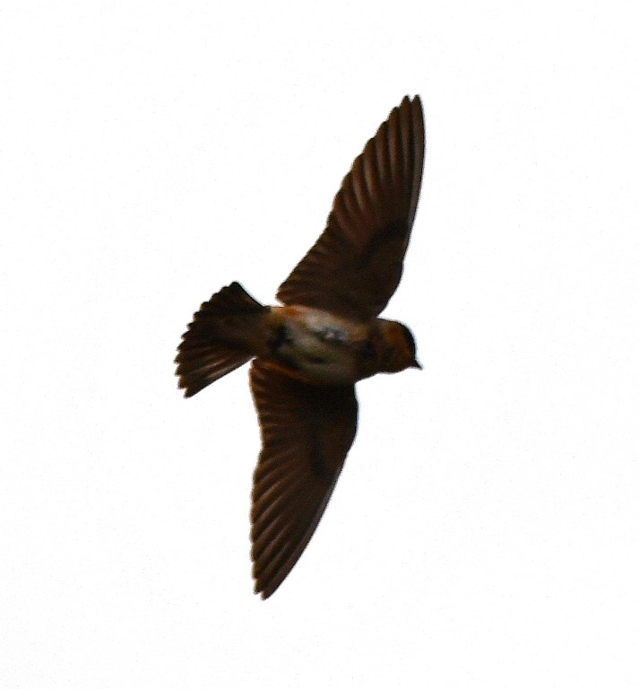DSC_7629b.jpg