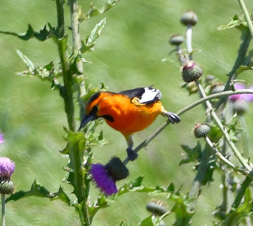 DSC_4503b.jpg