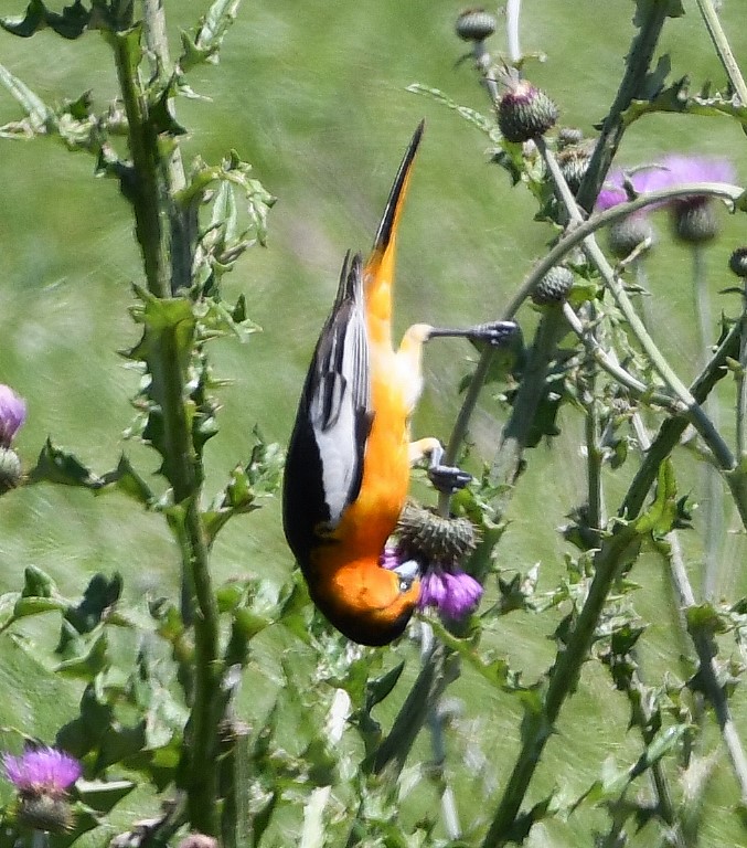 DSC_4509b.jpg