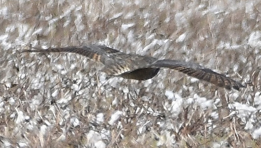 DSC_5121b.jpg