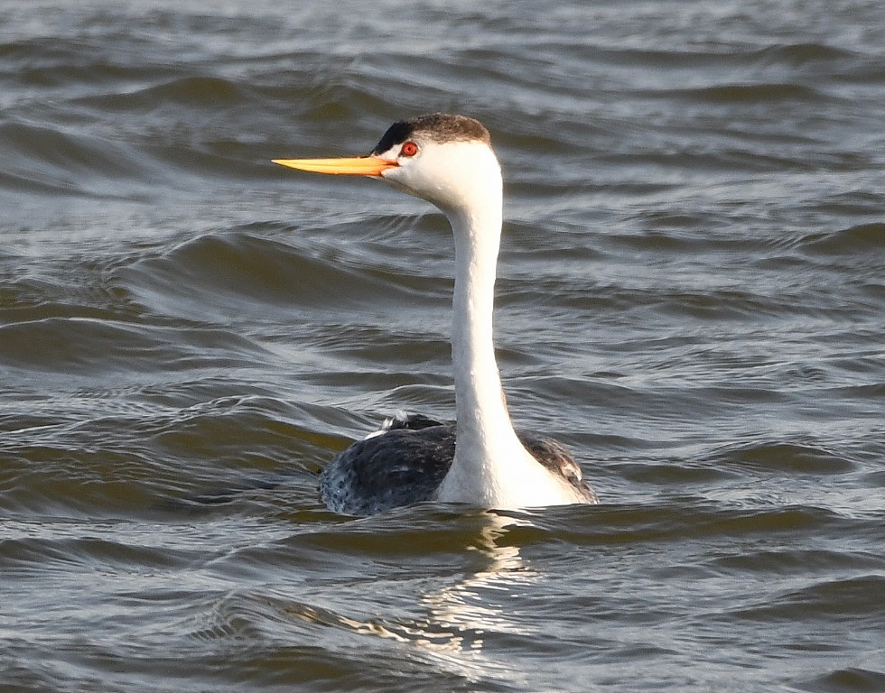 DSC_2338b.jpg