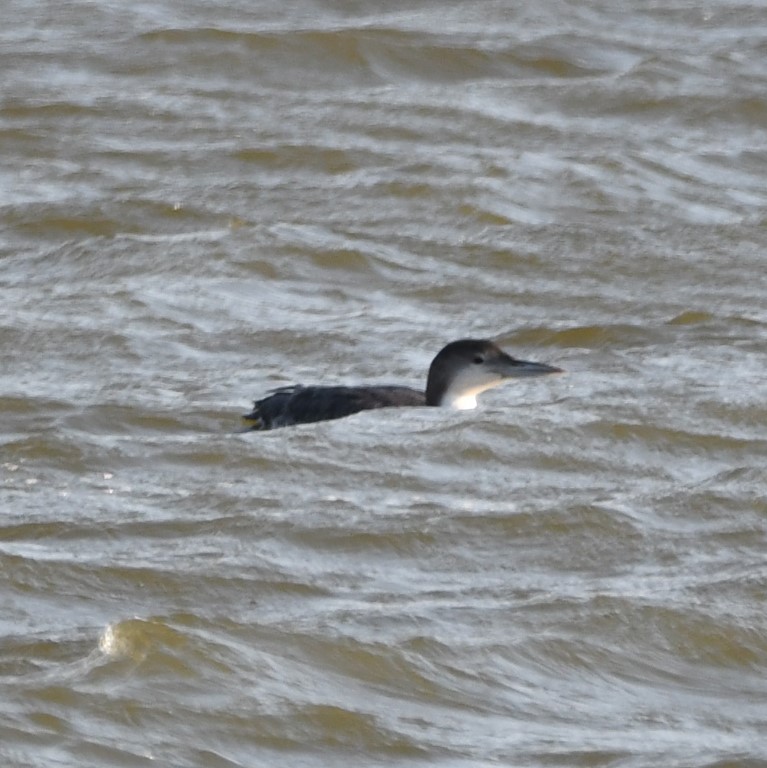 DSC_2423b.jpg