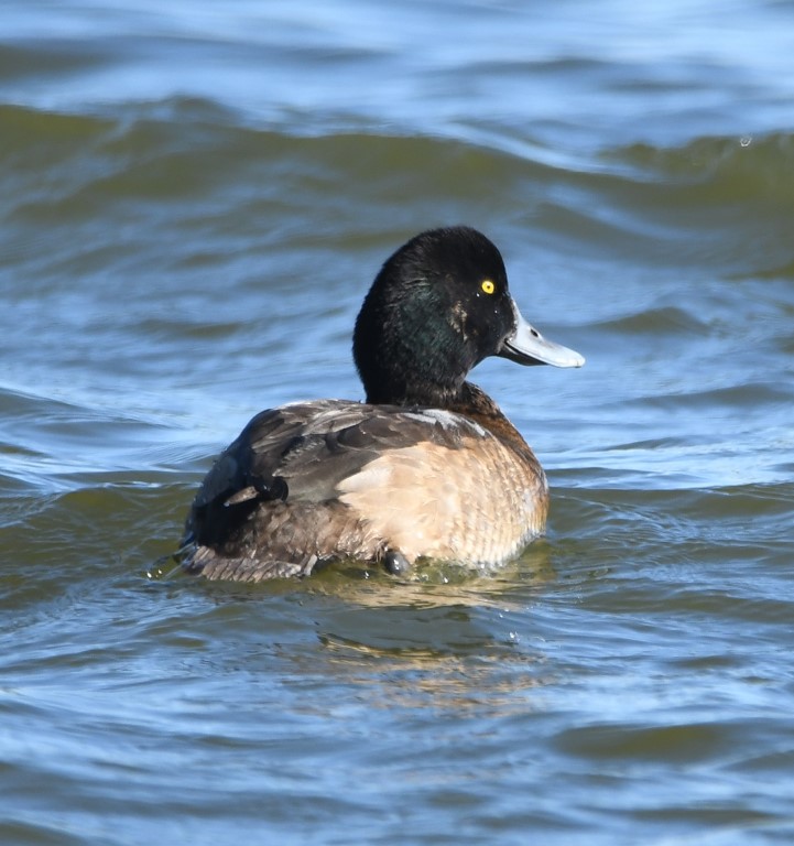 DSC_3635b.jpg