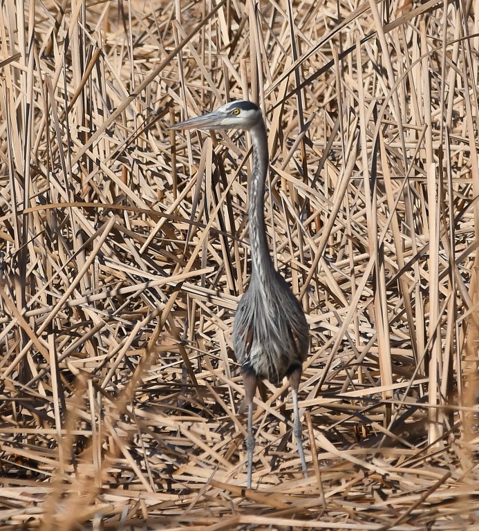 DSC_3704b.jpg