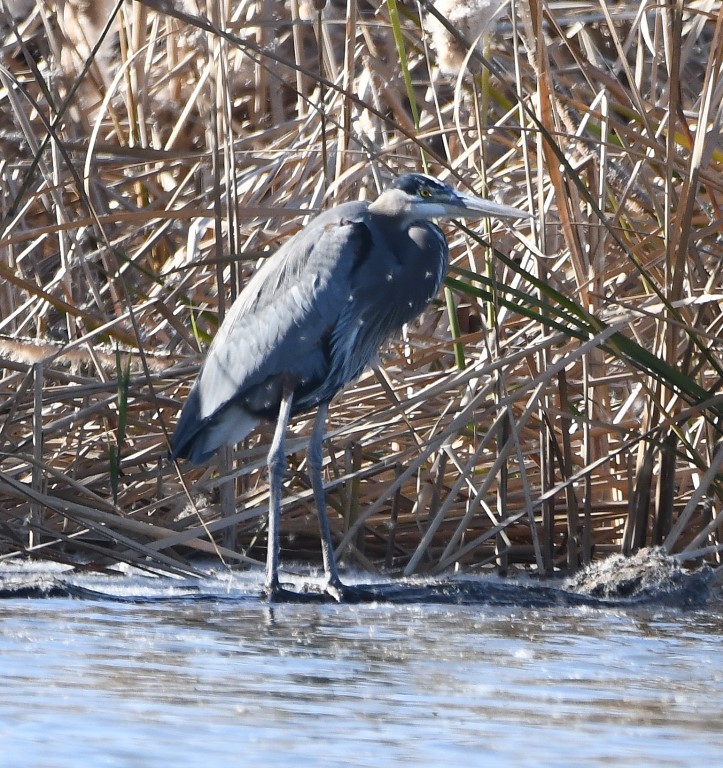 DSC_3708b.jpg