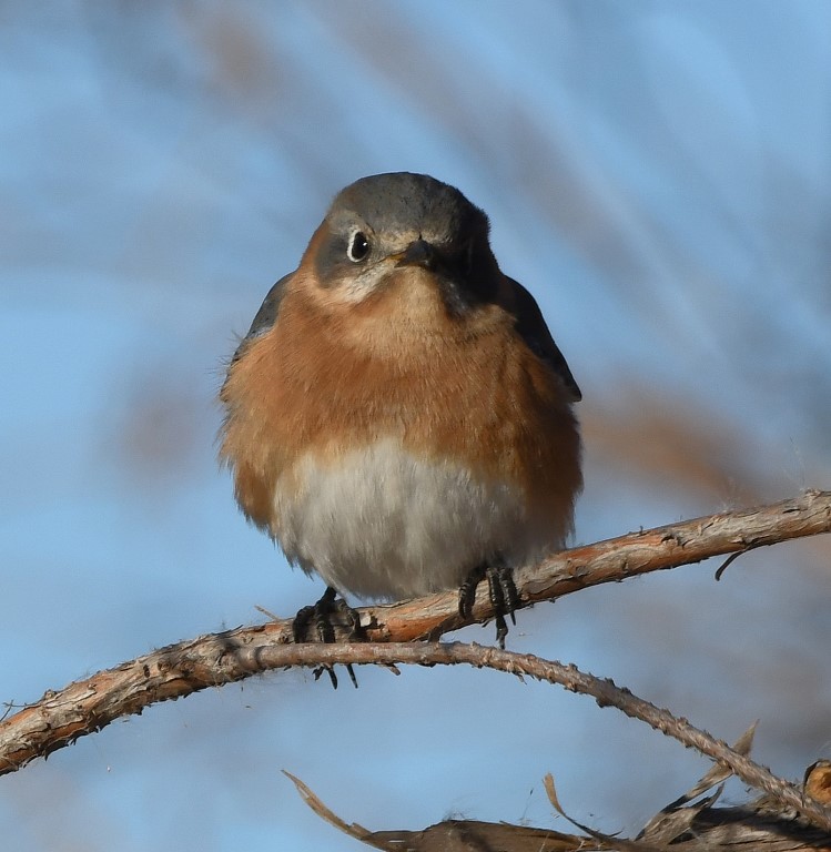 DSC_4209b.jpg