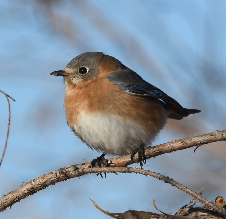 DSC_4210b.jpg