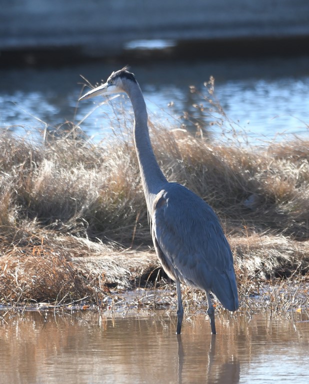 DSC_4232b.jpg