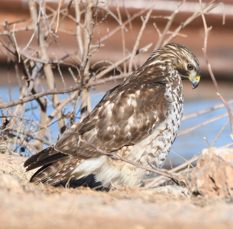 DSC_4244b.jpg