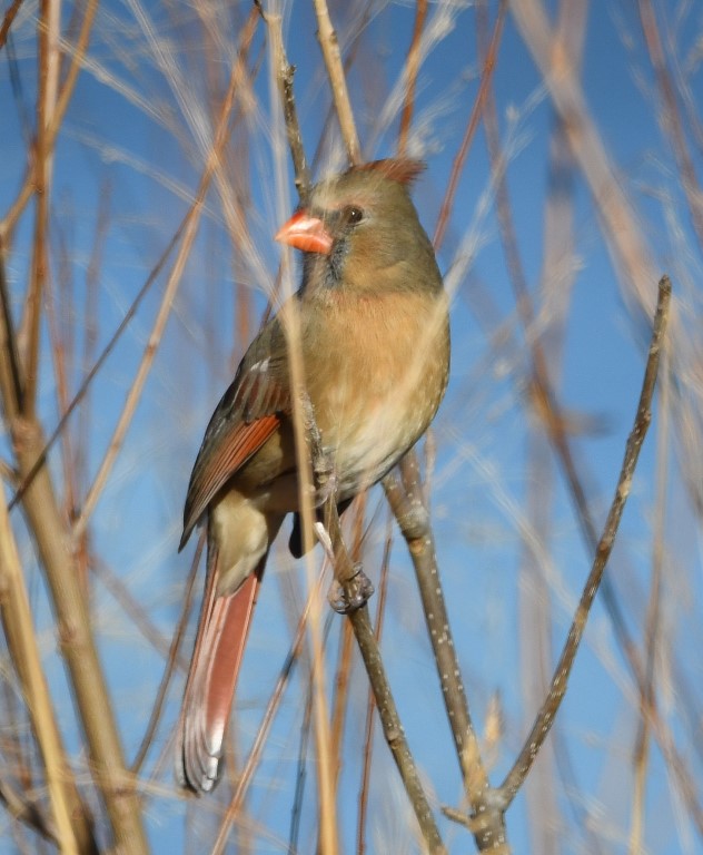 DSC_4266b.jpg