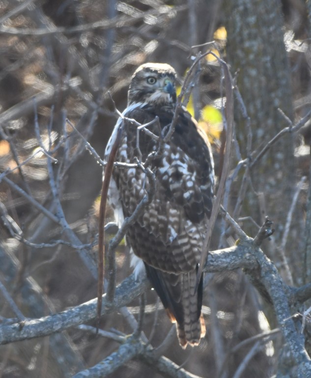 DSC_4285b.jpg