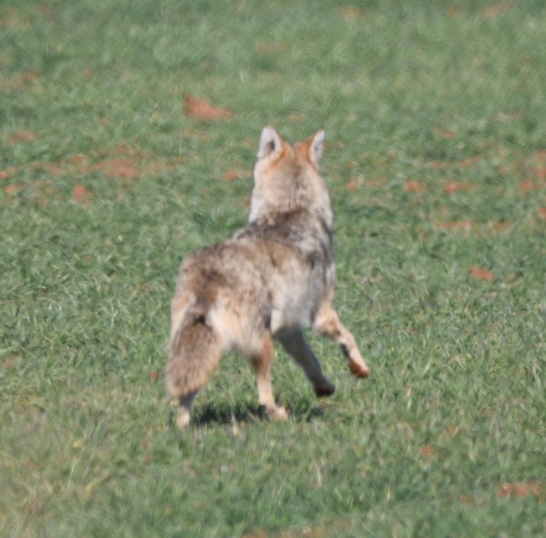 DSC_4317b.jpg