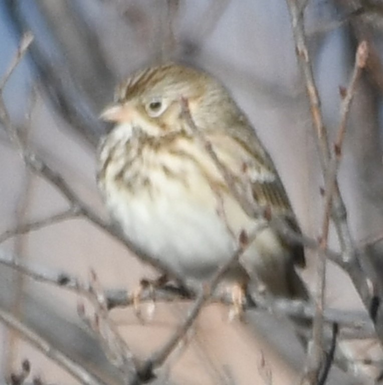 DSC_5117b.jpg
