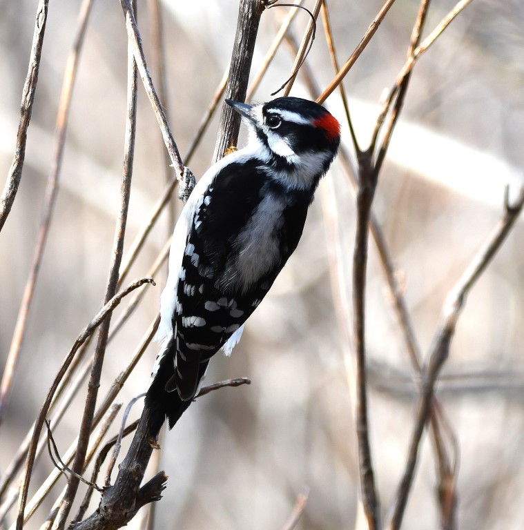 DSC_5178b.jpg