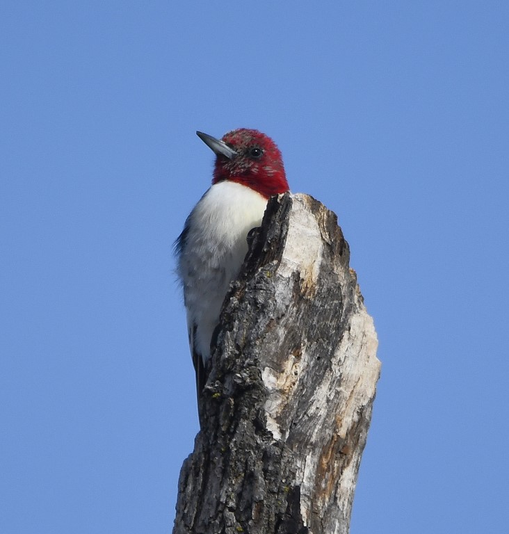 DSC_5228b.jpg