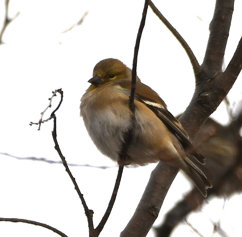 DSC_6532b.jpg
