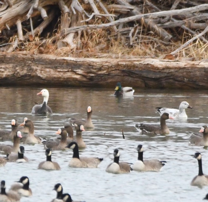 DSC_6617b.jpg